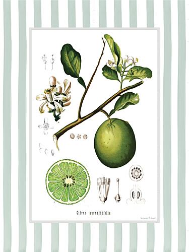 Citrus Aurantiifolia Art Print
