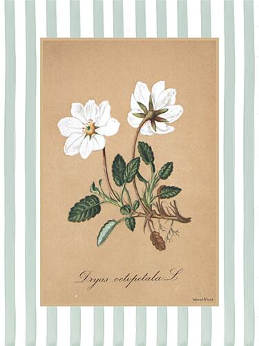 Dryas Octopetala L Art Print