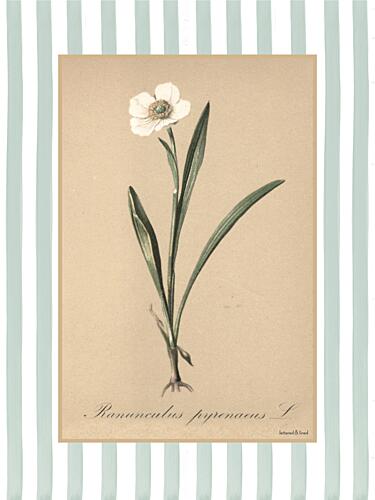 Ranunculus Pyrenaeus L Art Print