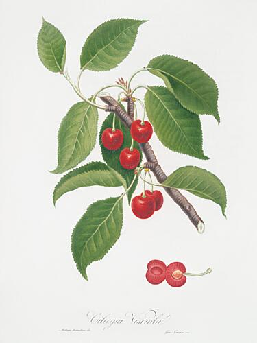 Ciliegia Visciola Art Print