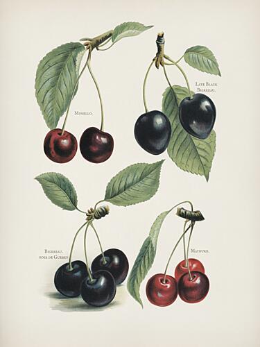 Vintage Fruit Print - Cherries Art Print