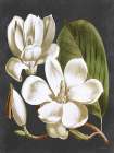 Magnolia Art Print