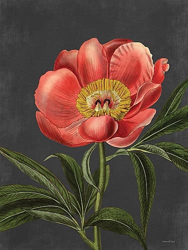 Peony Art Print by Lettered And Lined