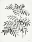 Leaf Illustration I Botanical Print