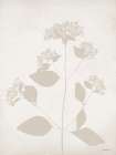 Floral Silhouette I Art Print