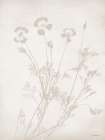 Floral Silhouette II Art Print
