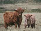 Highland Watch Art Print