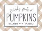 Freshly Picked Pumpkins Art Print