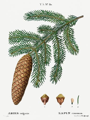 Pinecone Botanical 1 Nature Print