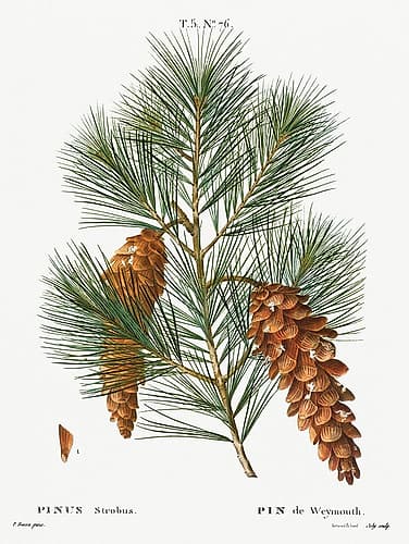 Pinecone Botanical 2 Art Print