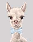 Baby Boy Alpaca Art Print
