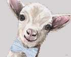Baby Boy Goat Art Print