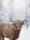 Icy Highland Art Print