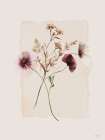 Herbarium Art Print