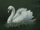 Christmas Swan Art Print