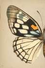 Butterfly 1 Vintage Print