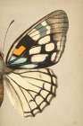 Butterfly 2 Vintage Print
