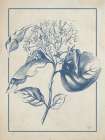 Dogwood Bloom Art Print
