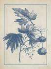 Old World Sycamore Art Print