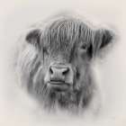Sunday the Highland Cow Art Print