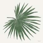 Tropical Fan Palm Art Print