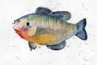 Freshwater Sunfish Art Print