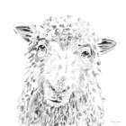 Sheepish Minimalist Print