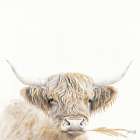 Wheat Sprig Highland Art Print