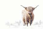 Winter Highland Art Print