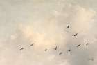 In Flight Art Print