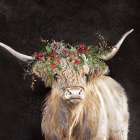 Ruddy Christmas Highland Art Print