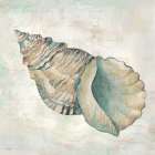 Seashells II Art Print