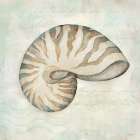Seashells IV Art Print
