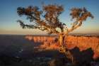 Canyon Treetop Art Print