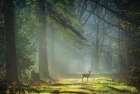 Standing in the Sunlight Art Print