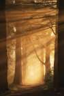 A Brilliant Morning Art Print