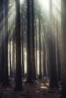 God Rays Art Print