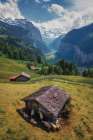Sheep in The Alps Art Print