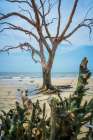 Weathered Wood on the Beach Art Print
