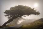 The Leaning Tree Art Print