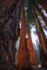 Sunlight Among the Sequoias Art Print