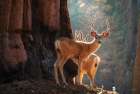 Deer at the Sequoias II Art Print