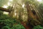 Redwood Forest of Giants Art Print