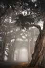 Cypress Dreams Art Print