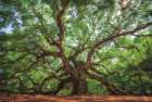 Angel Oak Tree in Charleston Art Print