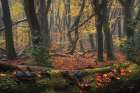 Deep Forest Art Print