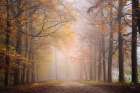 Fall Forest Art Print