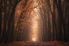 The Red Alley Art Print