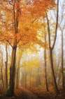 Autumn in Full Swing Art Print