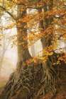 Roots in Autumn Dress Art Print